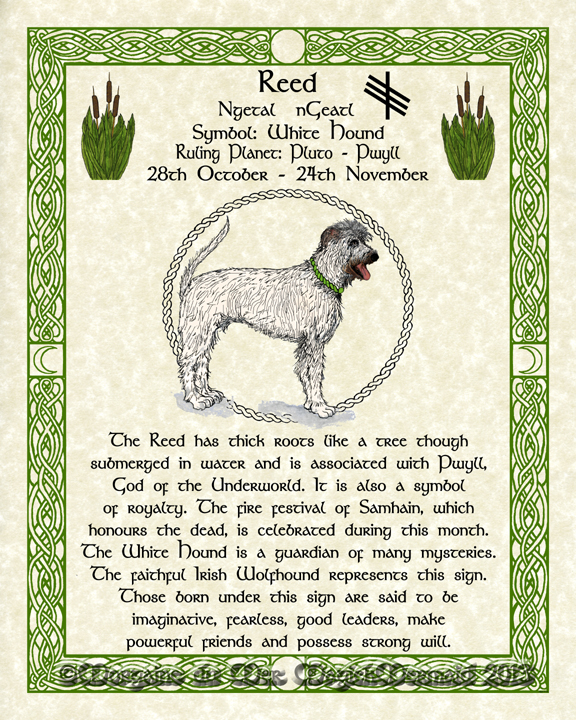Reed-White-Hound-Celtic-Lunar-Zodiac-Sign-Print-Druid-Tree-Lore Astrology Art- Oct-Nov- Birthdays Pagan Altar Decor