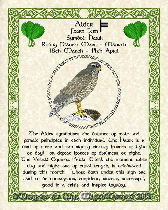 Alder-Female-Hawk-Celtic-Lunar-Zodiac-Sign-Print-Druid-Tree-Lore Astrology Art-March-April Birthdays Pagan Altar Decor