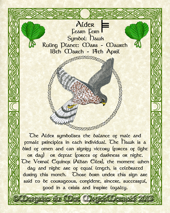 Alder-Male-Hawk-Celtic-Lunar-Zodiac-Sign-Print-Druid-Tree-Lore Astrology Art-March-April- Birthdays Pagan Altar Decor